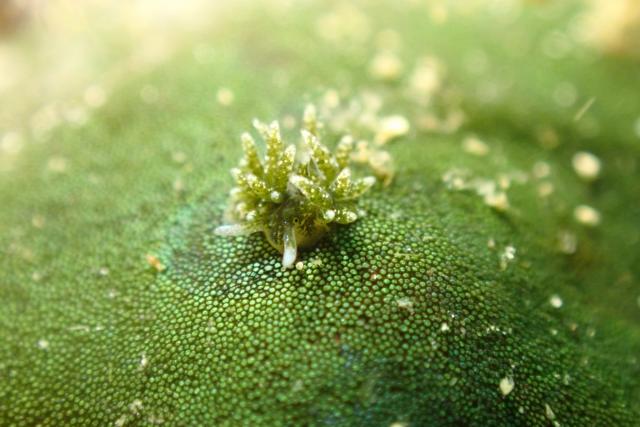 三浦はダンゴとウミウシ！