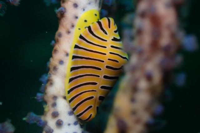 三浦はダンゴとウミウシ！
