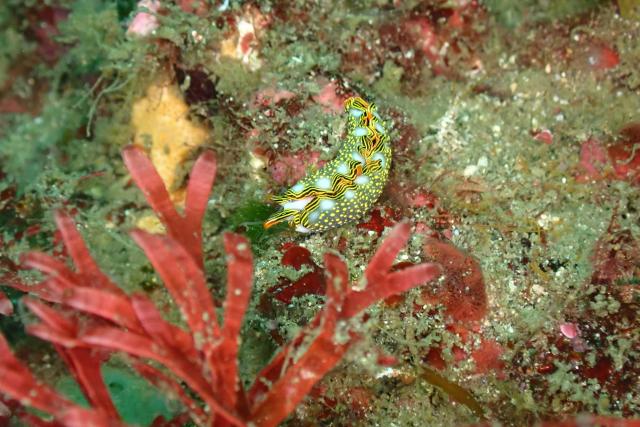 三浦はダンゴとウミウシ！