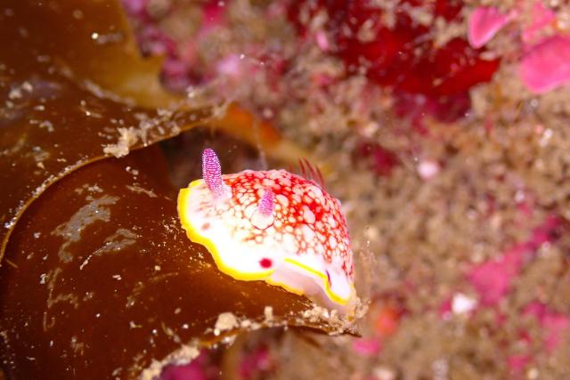 三浦はダンゴとウミウシ！