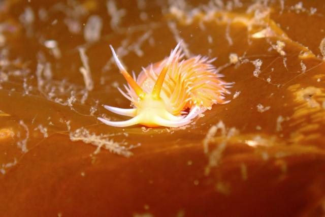 三浦はダンゴとウミウシ！