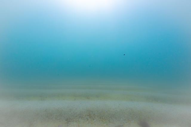 穏やかな1日、のんびり潜ってます