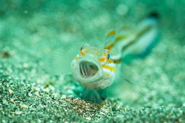 穏やかな1日、のんびり潜ってます