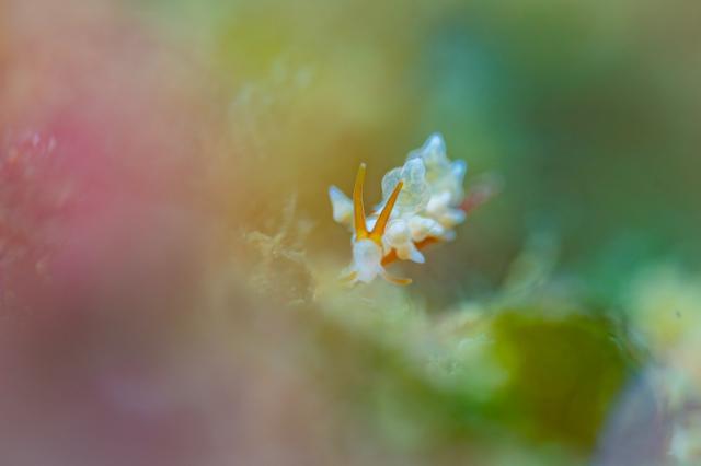 穏やかな1日、のんびり潜ってます