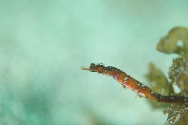 穏やかな1日、のんびり潜ってます