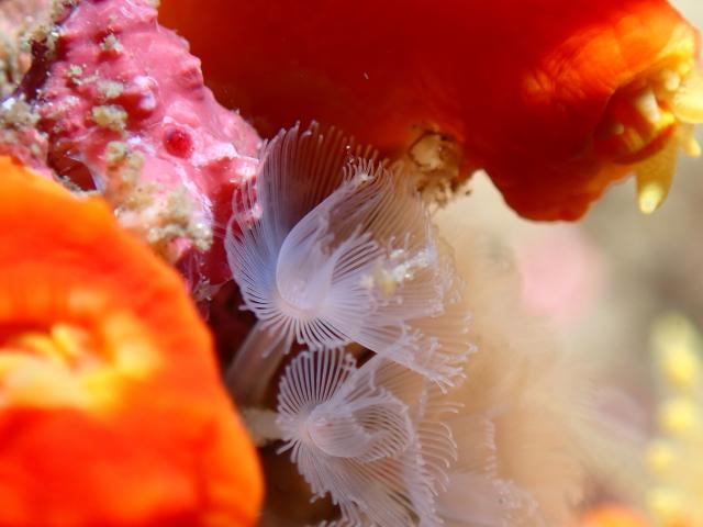 ベタ凪！湖海況！