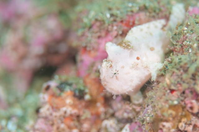 ベタ凪！湖海況！