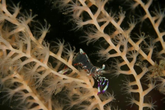 ボロカサゴでました〜！！！