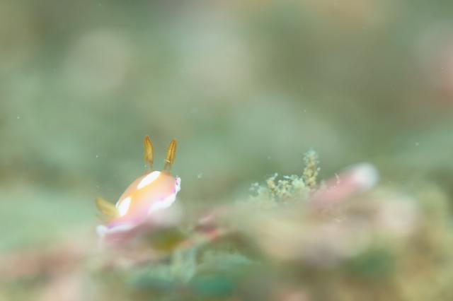 ボロカサゴでました〜！！！