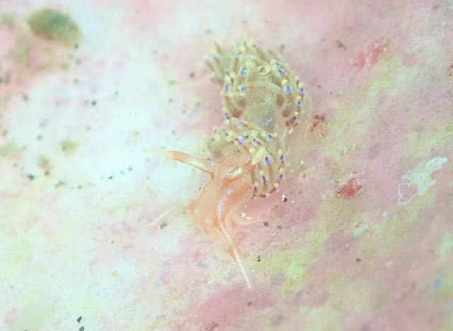 ボロカサゴでました〜！！！