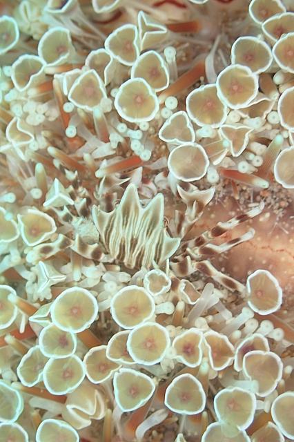 ボロカサゴでました〜！！！