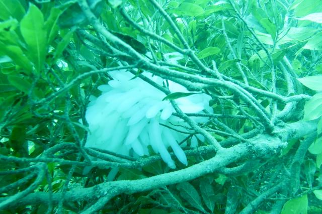 みんなで江の浦へ！