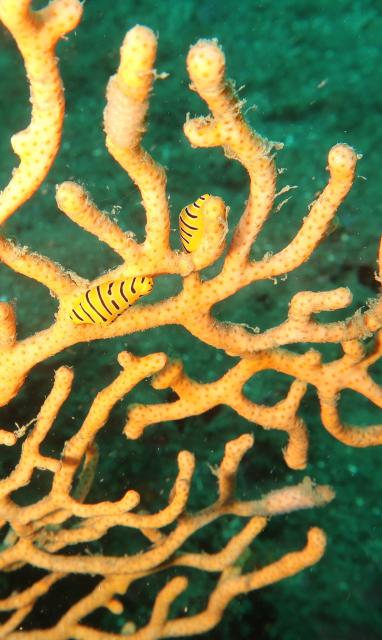 みんなで江の浦へ！