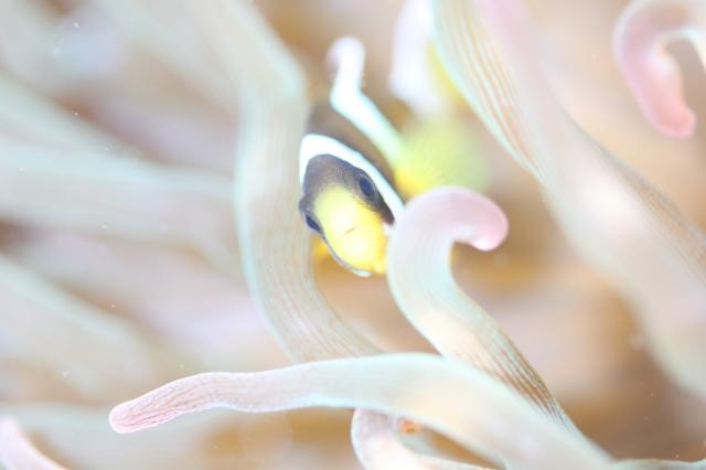 みんなで江の浦へ！