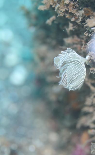 みんなで江の浦へ！