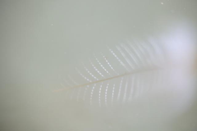 5月5日子供の日！大人も張り切って遊びました！