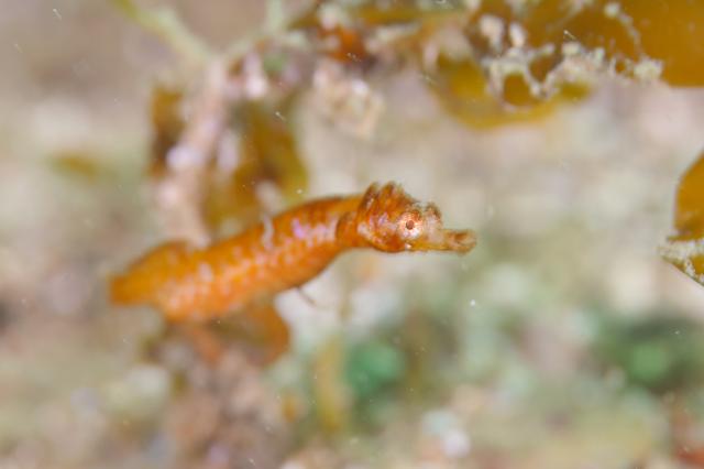 5月5日子供の日！大人も張り切って遊びました！