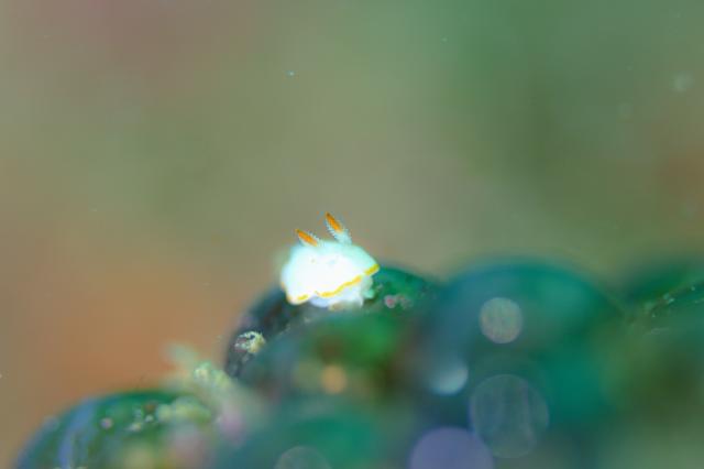 5月5日子供の日！大人も張り切って遊びました！