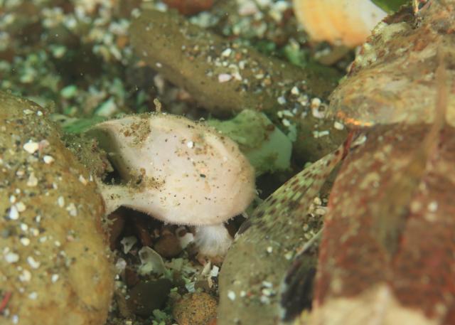 5月5日子供の日！大人も張り切って遊びました！