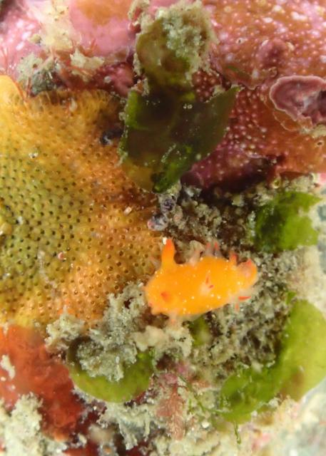 5月5日子供の日！大人も張り切って遊びました！