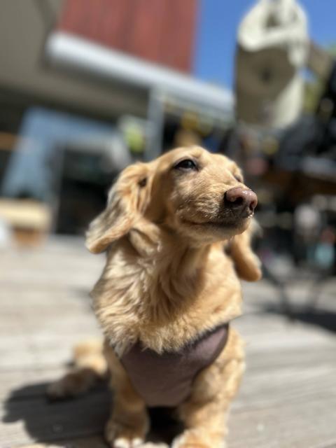 チャガラが！