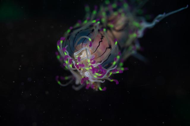 三浦でマクロ満喫！
