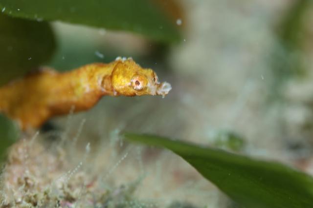穏やかな海と素敵な海況