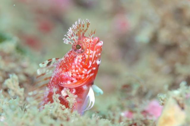 穏やかな海と素敵な海況