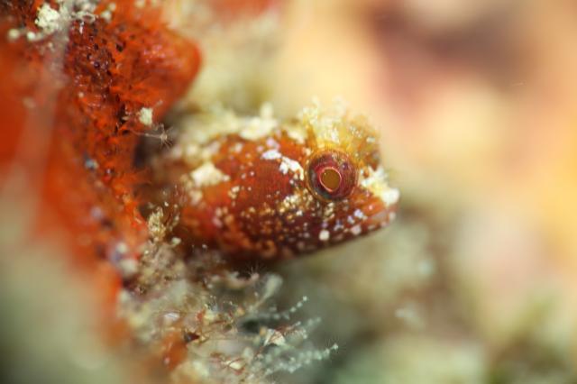穏やかな海と素敵な海況