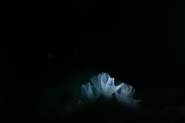 穏やかな海と素敵な海況