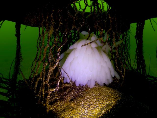 透視度下がりましたが、凪でダイビング日和！