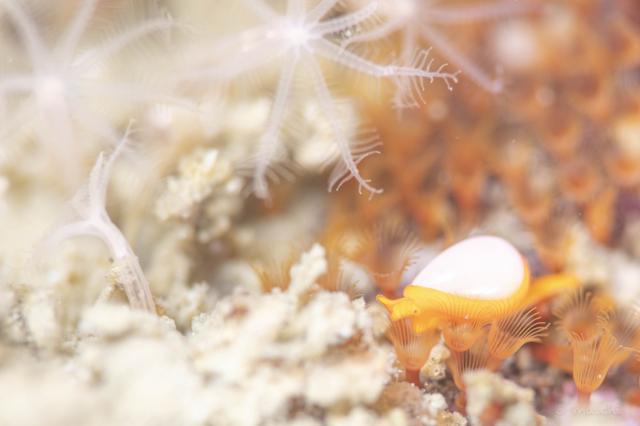 透視度下がりましたが、凪でダイビング日和！