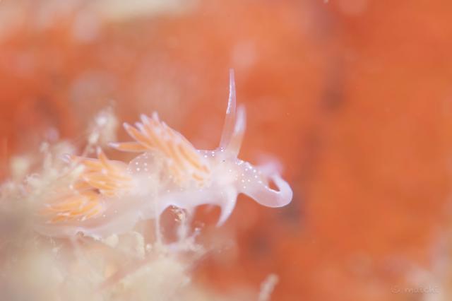 透視度下がりましたが、凪でダイビング日和！