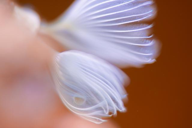 透視度下がりましたが、凪でダイビング日和！