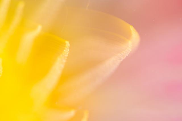 透視度下がりましたが、凪でダイビング日和！