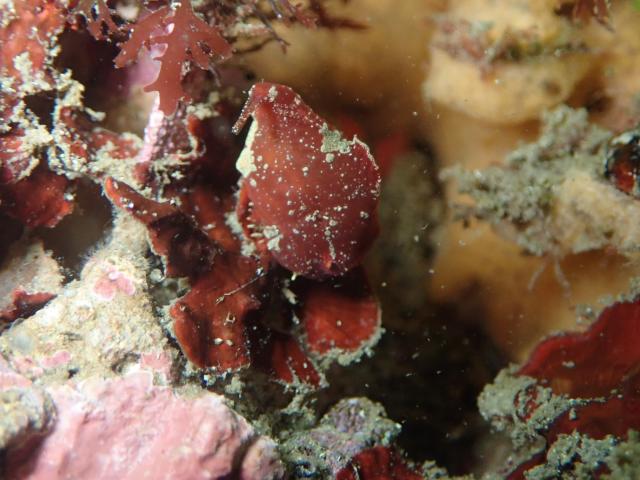 ダンゴウオを見に城ヶ島へ！