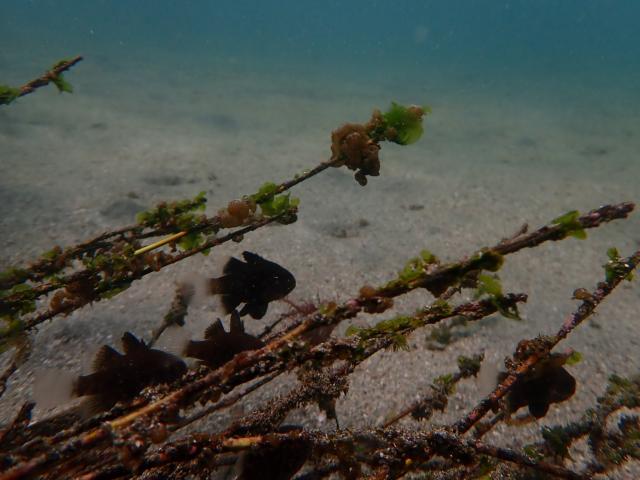 ダンゴウオを見に城ヶ島へ！