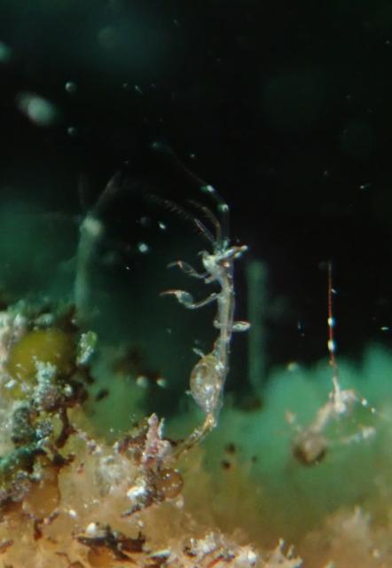 ダンゴウオを見に城ヶ島へ！