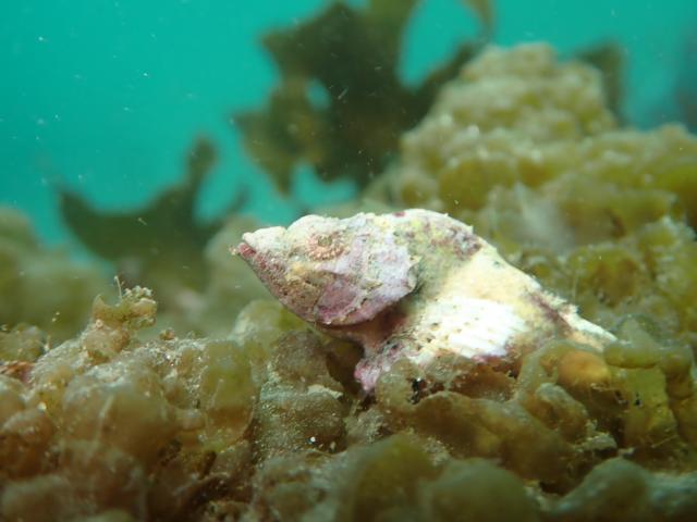 ダンゴウオを見に城ヶ島へ！