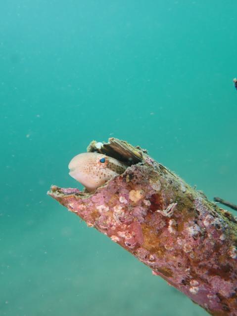 ダンゴウオを見に城ヶ島へ！