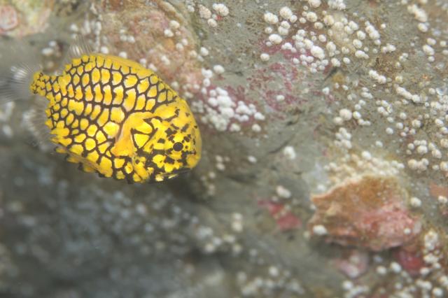 久しぶりの葉山エントリー