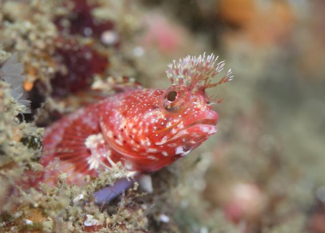 久しぶりの葉山エントリー