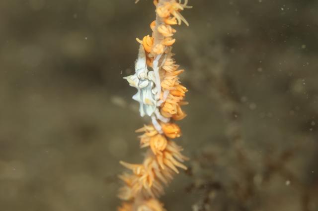 久しぶりの葉山エントリー