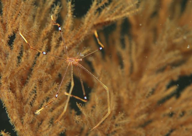 久しぶりの葉山エントリー