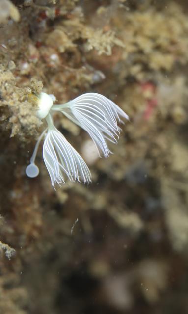 久しぶりの葉山エントリー