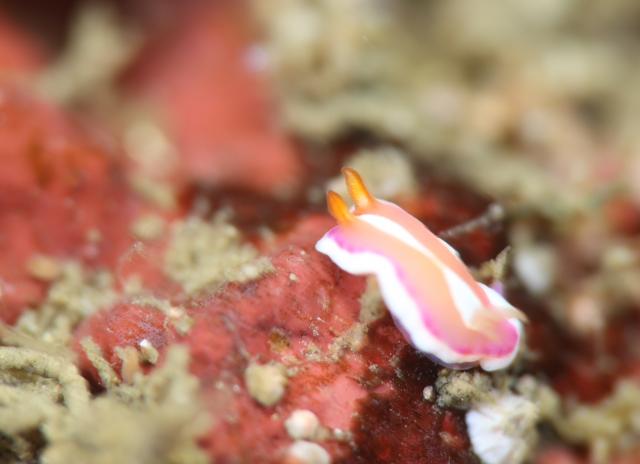 久しぶりの葉山エントリー