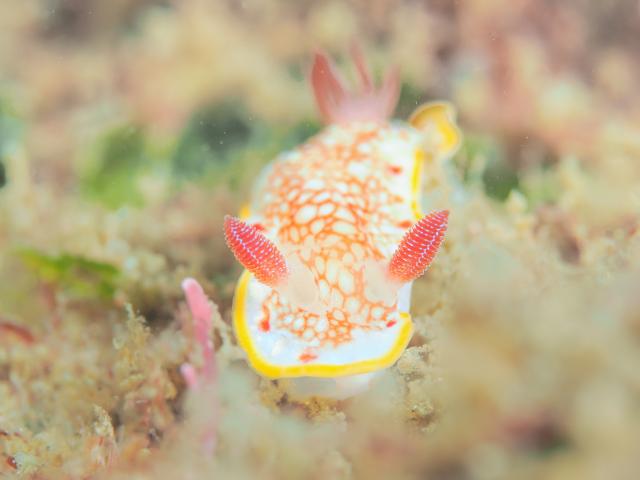 フォトセミナーチームとフェンダイビングチーム