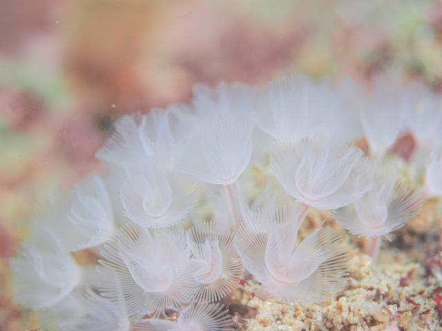 フォトセミナーチームとフェンダイビングチーム