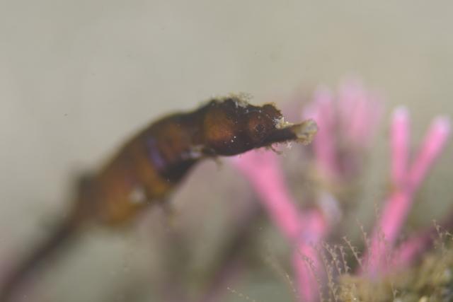 フォトセミナーチームとフェンダイビングチーム