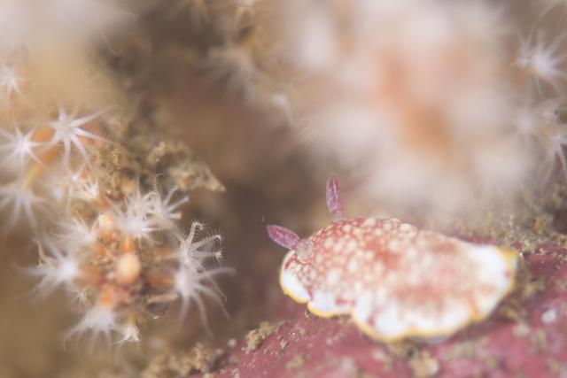 フォトセミナーチームとフェンダイビングチーム